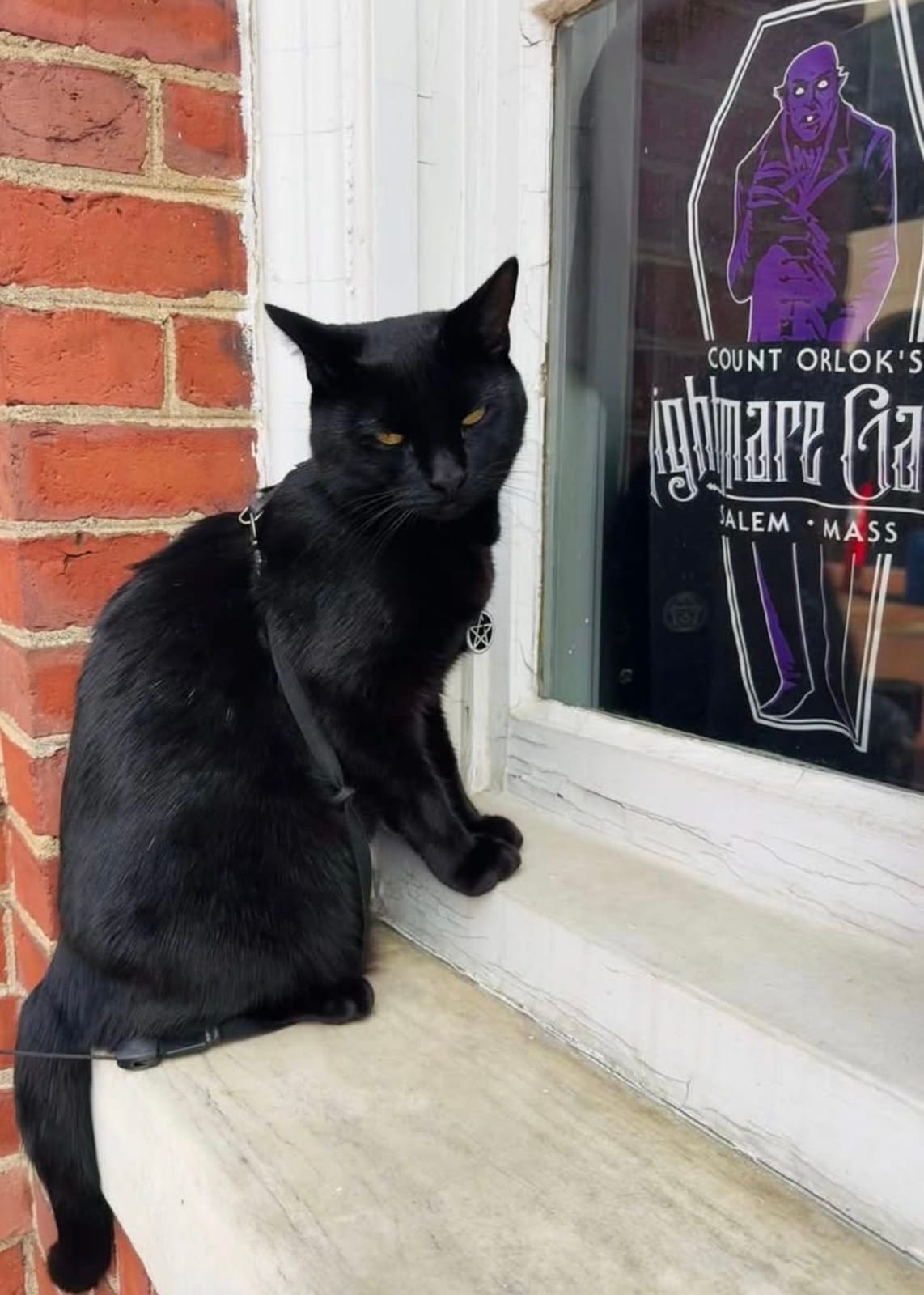 A black cat in a harness with a small charm on its collar sitting on a white stone window ledge set in red brick, beside a window decal of the vampire Count Orlok and the words Count Orlok's Nightmare Gallery, Salem, Mass