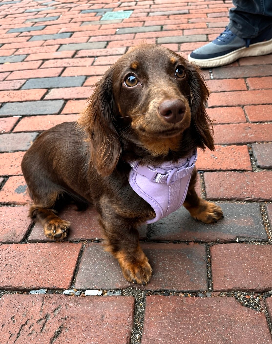 A long-haired chocolate dachshund puppy in a lavender harness sitting on the brick pavers of downtown Salem
