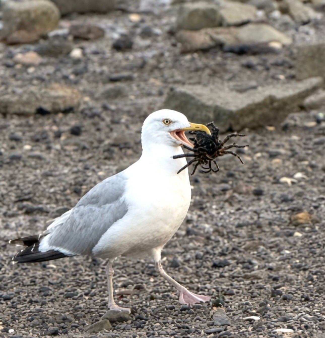 A herring gull holding a crab in its beak on the rocky shore of Salem Harbor