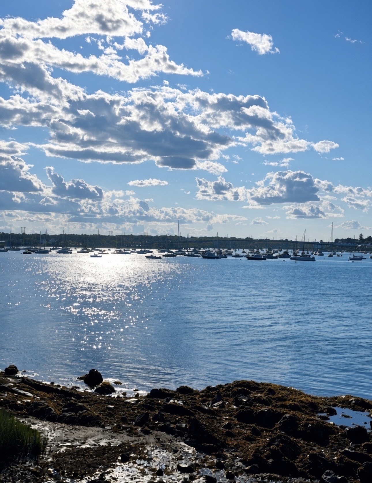 Sunlight scattering across Salem Harbor with dozens of moored boats and a seaweed-covered rocky shoreline in the foreground, Salem MA
