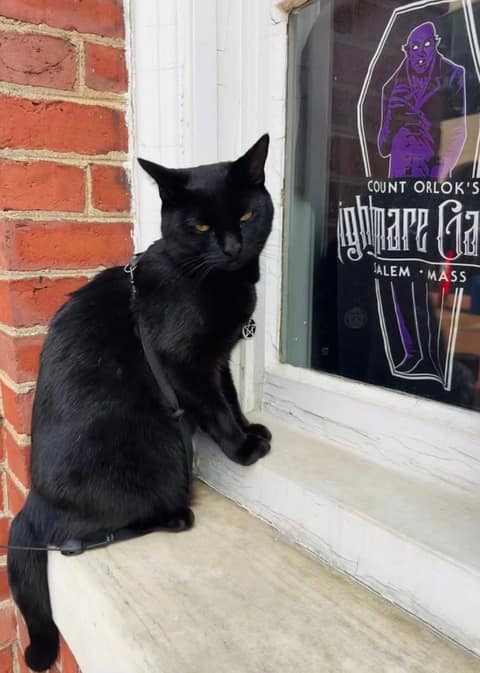 A black cat in a harness with a small charm on its collar sitting on a white stone window ledge set in red brick, beside a window decal of the vampire Count Orlok and the words Count Orlok's Nightmare Gallery, Salem, Mass