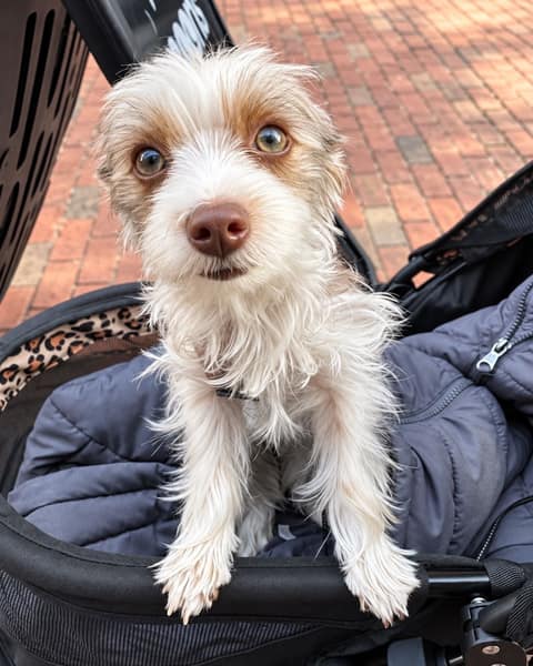 A small scruffy white and tan dog with pale eyes sits up in a grey pet stroller on a brick sidewalk, looking directly at the camera