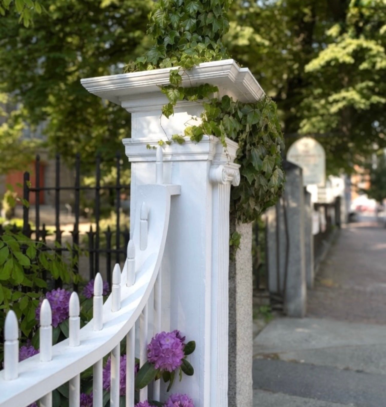 An ornate ivy-draped white gatepost with Ionic column detail beside a curved picket fence and blooming rhododendron on a Salem street